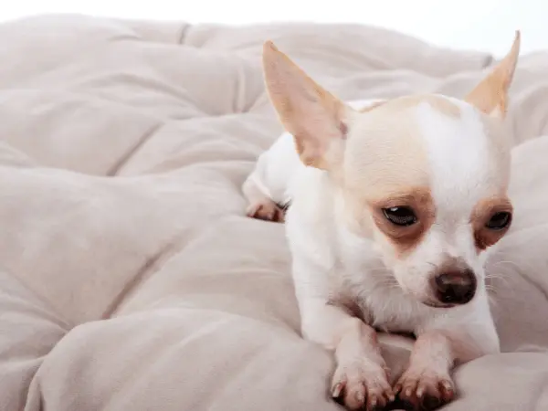 A dog looking down representing lethargy, a symptom of cannabis toxicity in dogs