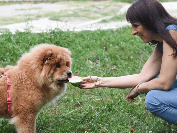A dog owner feeding her dog a small chunk of watermelon which is one of the safe fruits that can be used in homemade dog treats recipe