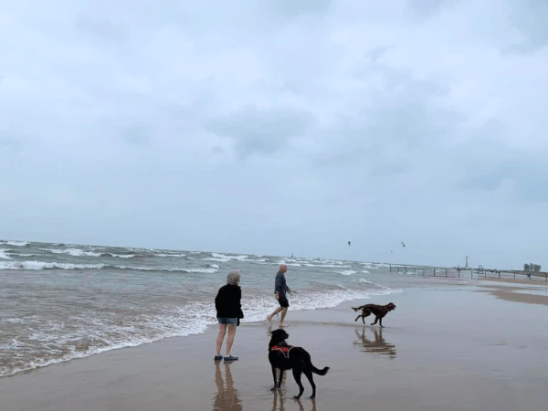  Pet parents enjoying the Montrose Dog Beach, one of the best dog beaches Chicago