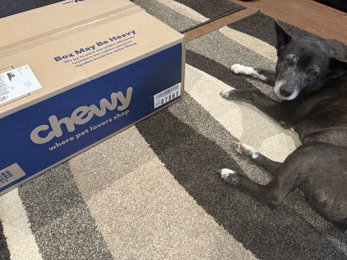 Lorraina keeping a watchful eye on the Chewy box