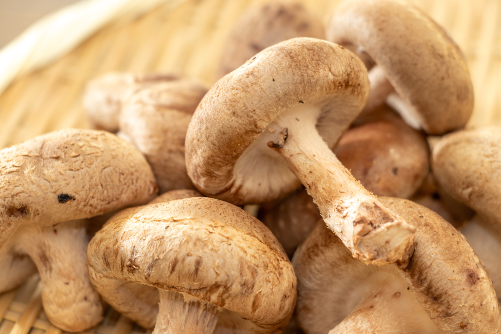 Shiitake mushrooms in a bamboo plate close up