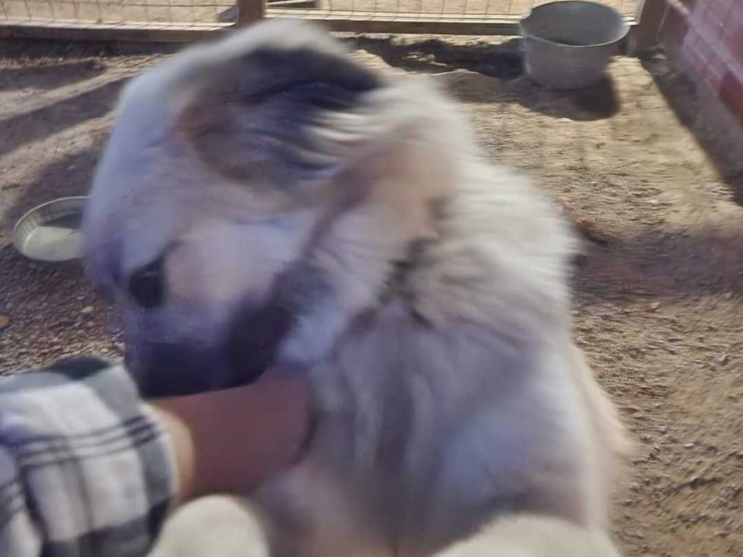 My Anatolian Shepherd friend