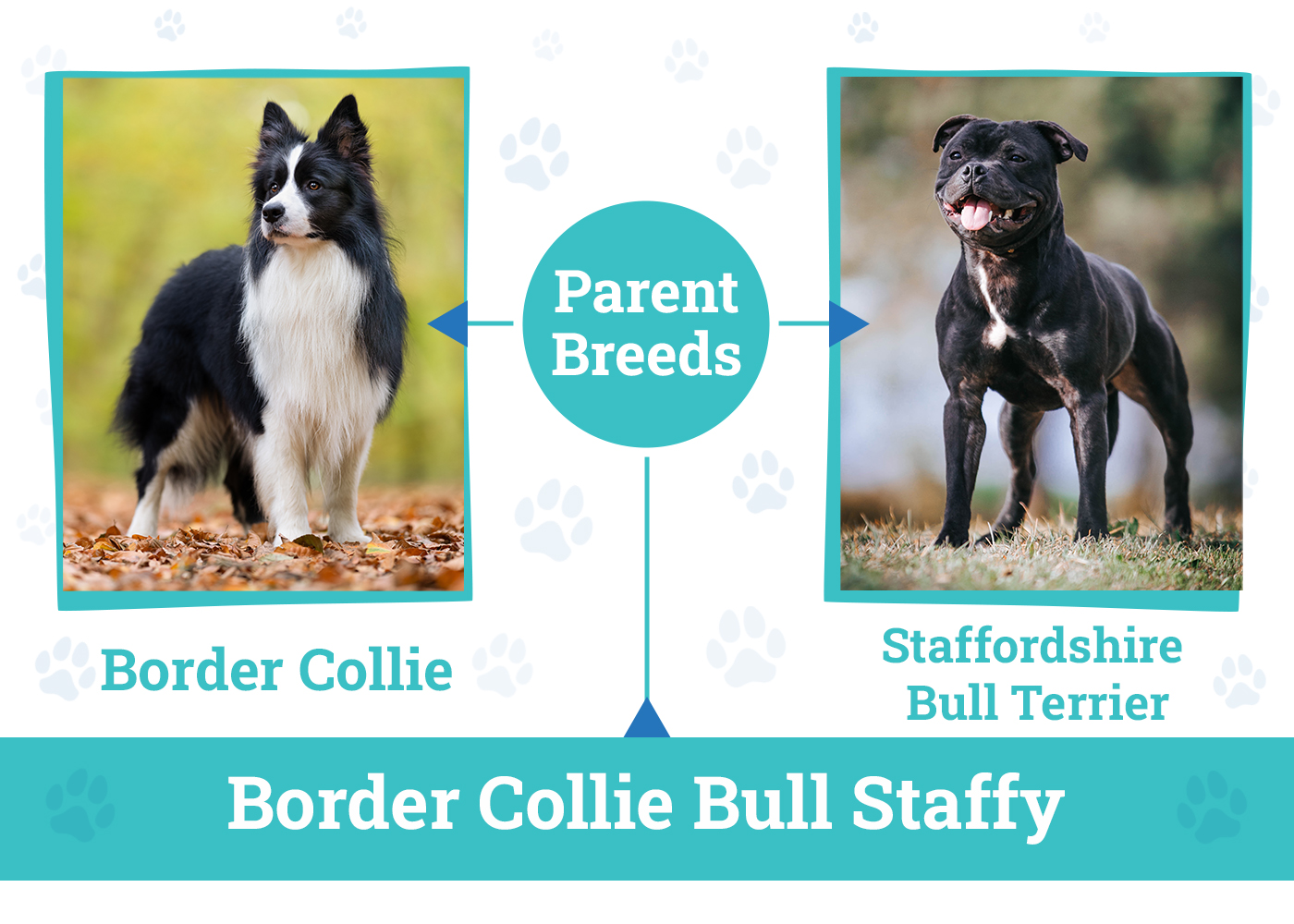 Parent Breeds of Border Collie Bull Staffy Mix