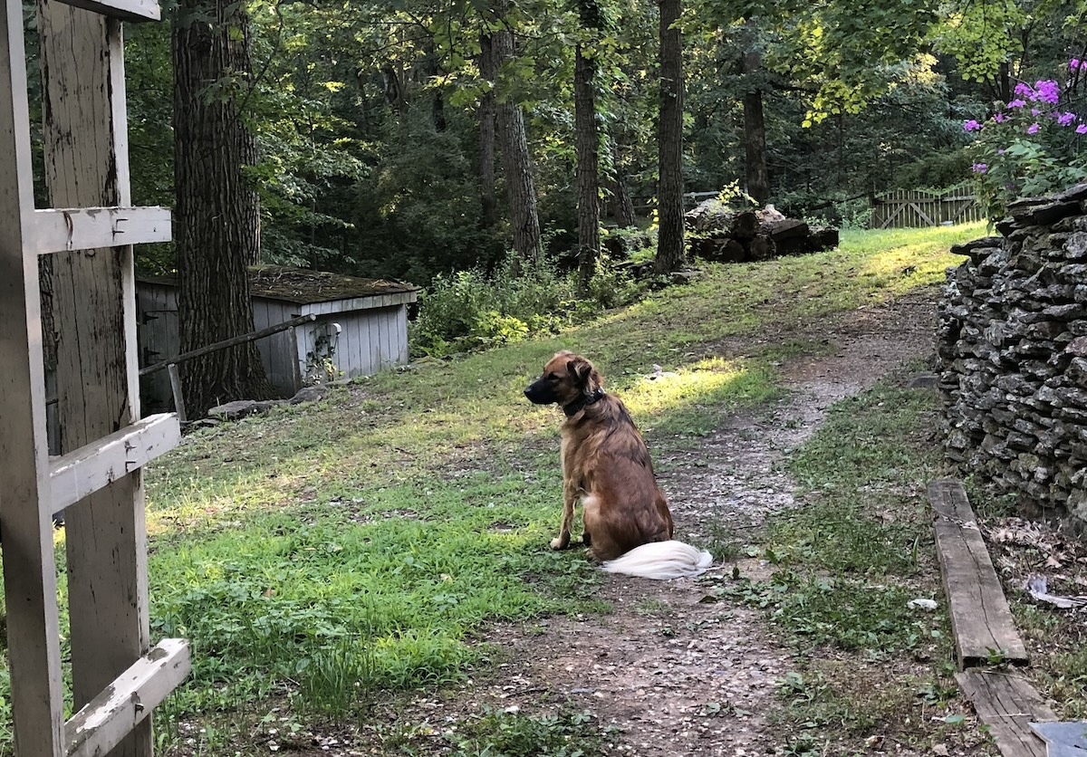 Manic sitting outside