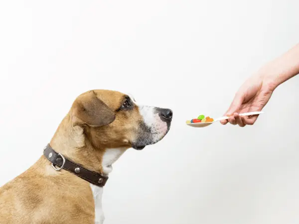 A pet parent giving dog supplements to their pup