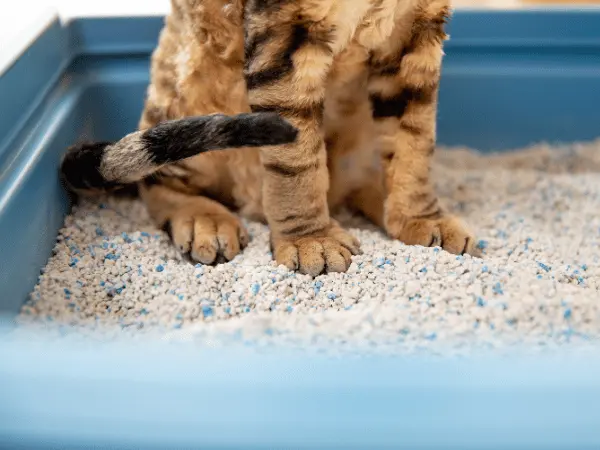 Closeup of a cat feeling the litter in the litter box; litter aversion can be a reason for cat peeing outside litterbox