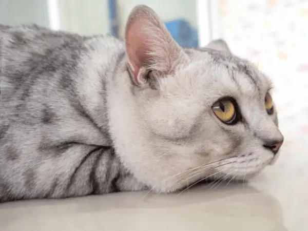 A cat showing signs of boredom, a possible cause behind cat peeing outside litter box