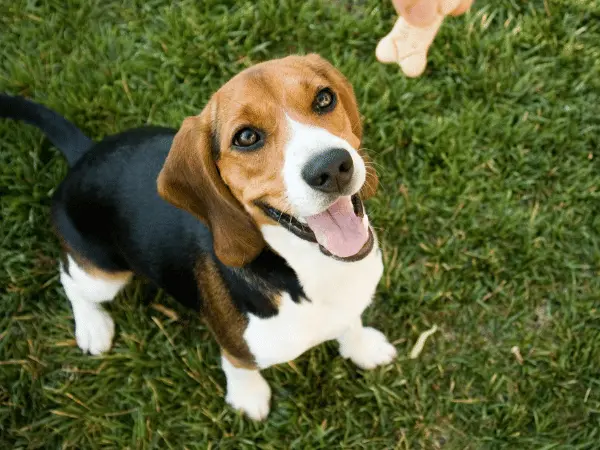 A dog about to get probiotic chews for dogs to maintain a healthy gut