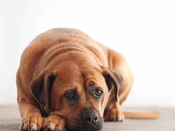 A dog exhibiting lethargy which is one of the many symptoms of overheating in dogs