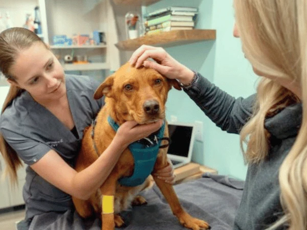 A dog getting a revaccination of DHPP and wellness exam at Sploot Veterinary Care Denver to prevent parvo in dogs