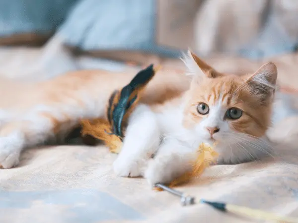 A happy cat playing with a toy after getting cat vitamins or multivitamins for cats