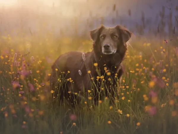 A dog standing in a field of flowers representing dog stung by bee