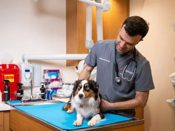 A dog brought to Sploot’s  pet urgent care clinic, which is needed when a dog is stung by a bee