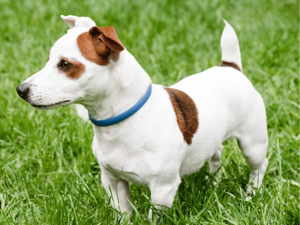 An anti-tick or anti-flea collar on a dog to combat fleas on dogs