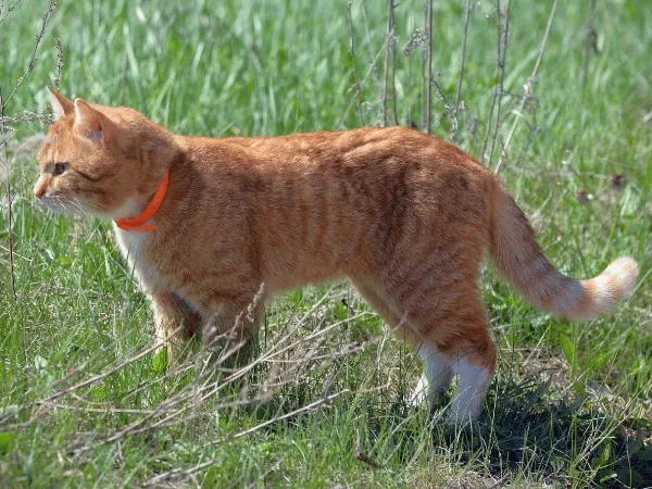 An anti-tick or anti-flea collar on a cat to combat ticks or fleas on cats