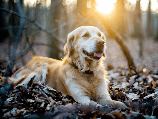 A dog in a wooded area, one of hiding spots of ticks on dogs