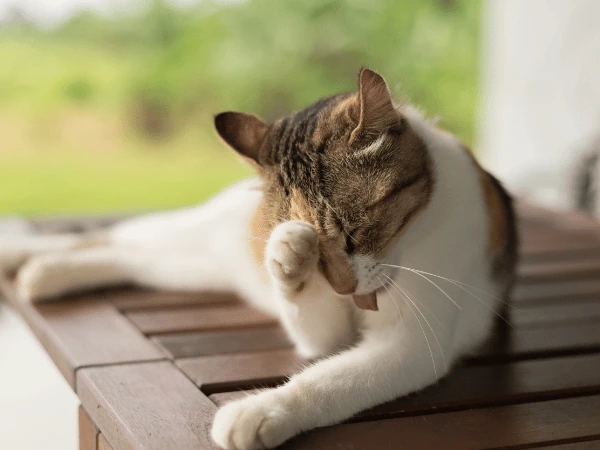 A cat scratching, representing fleas on cats