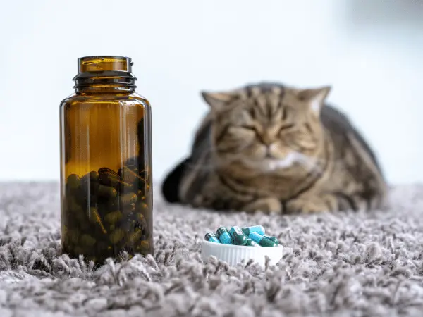  A contented cat right next to cat vitamins or cat multivitamins