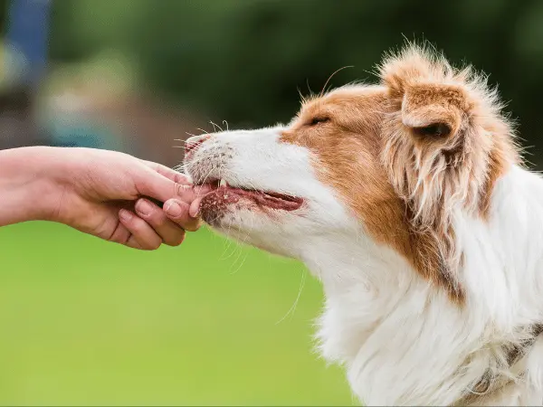 Close-up of a pet parent giving their dog one of the best multivitamins for dogs