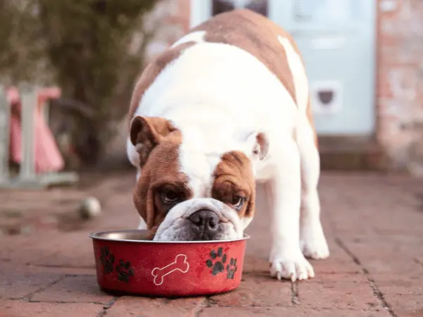 A dog happily eating probiotic chews for dogs to maintain great digestive health