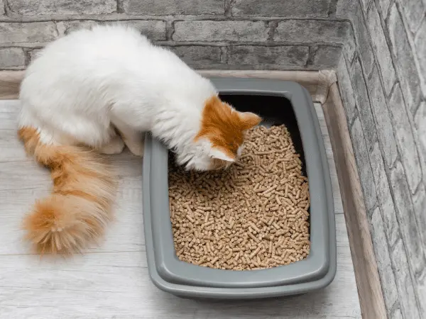 A cat peering into their litter box to represent hesitation and a  possible case of cat peeing outside litter box