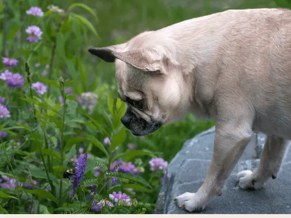 A dog smelling flowers, representing a dog stung by a bee