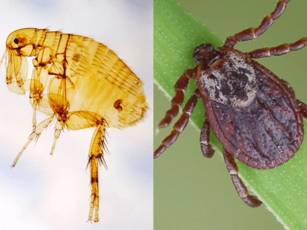 A side-by-side close-up comparison of fleas and ticks on dogs and cats