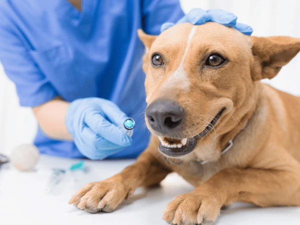 Closeup of a dog getting blood extracted for bloodwork needed for screening parvo in dogs with the syringe needle blurred