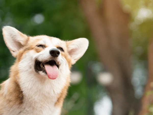 A dog doing excessive panting, one of the dog dehydration symptoms to watch out for