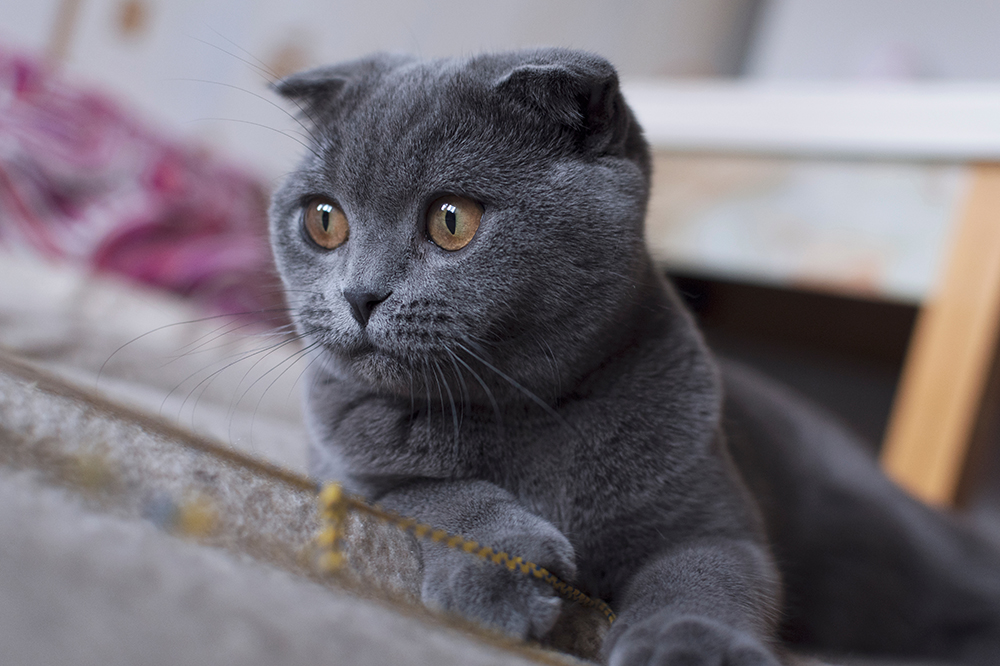 blue scottish fold kitten playing with rope