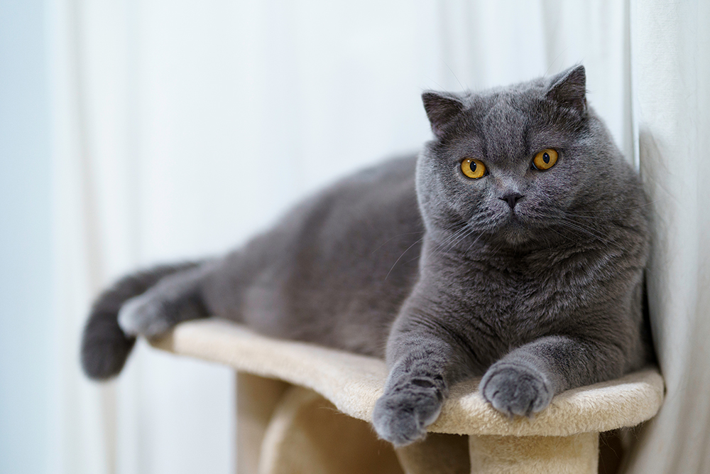 blue Scottish fold cat lounging on the cat tree