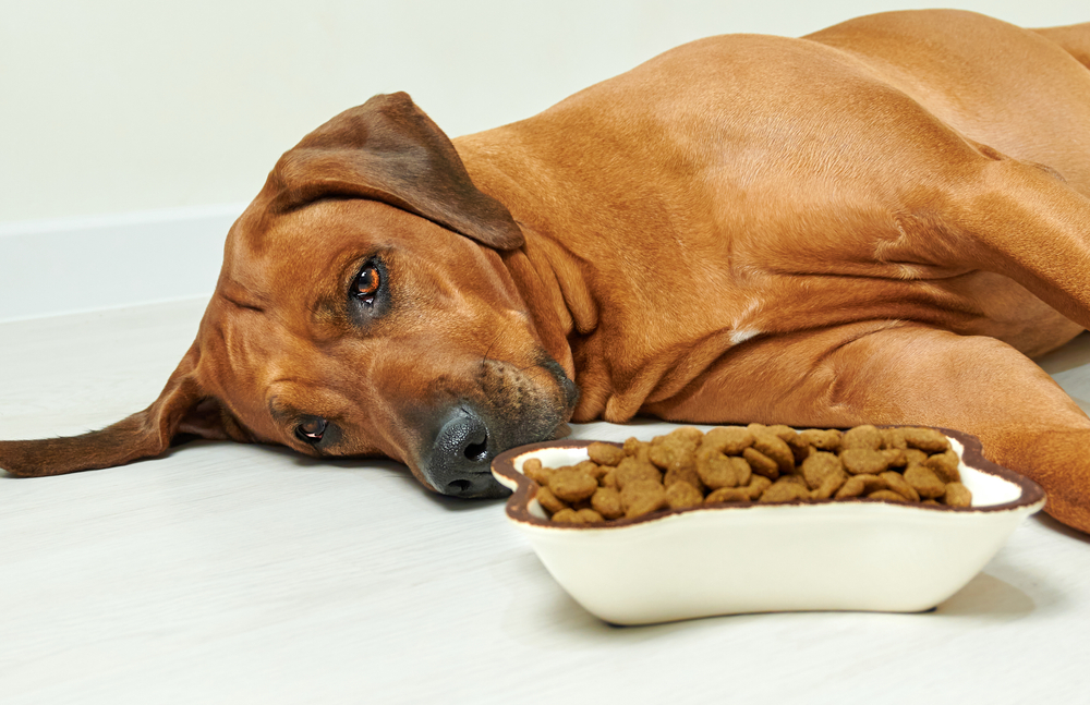 Sick Rhodesian ridgeback dog not eating