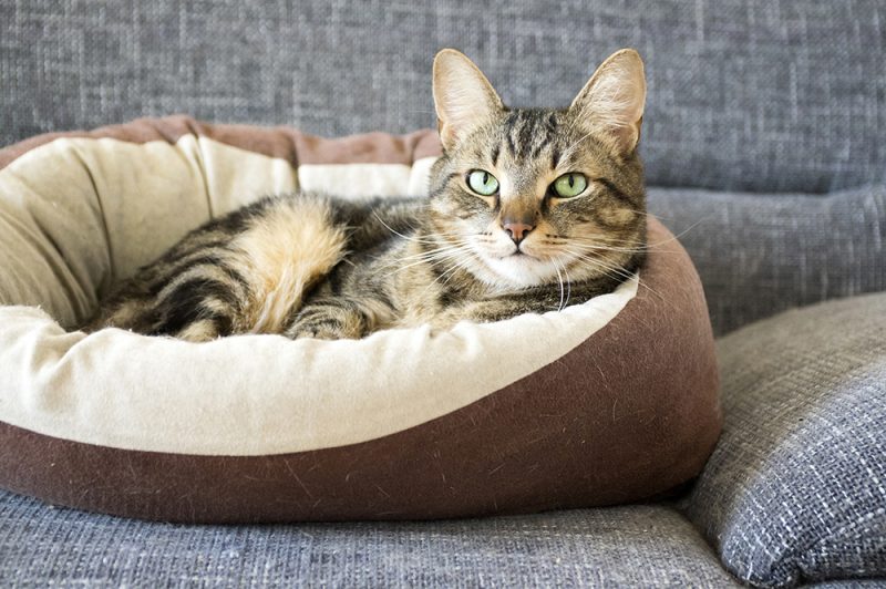 cat lying on the cat bed on the couch