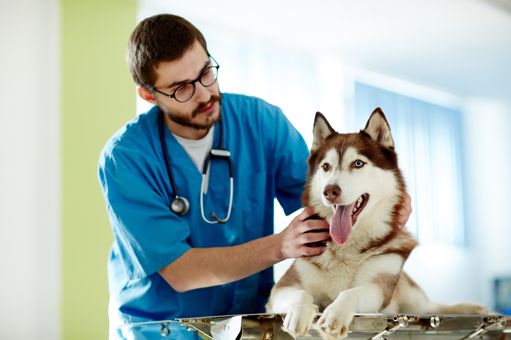 siberian-husky-dog-checked-by-vet