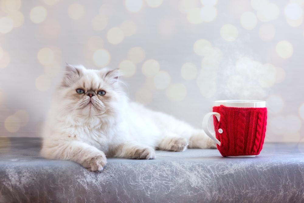 Silver Persian kitten lying on the floor