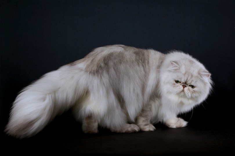 Shaded silver Chinchilla Persian