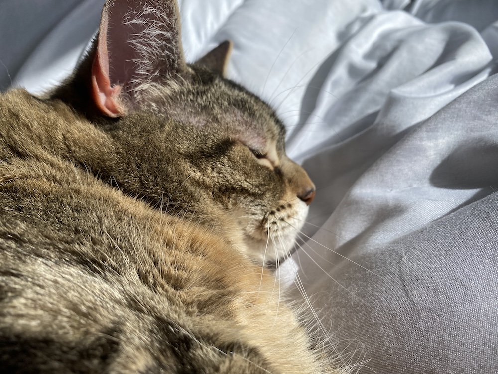 Pancake is especially fond of spending hours finding the best sunny spot on the bed.