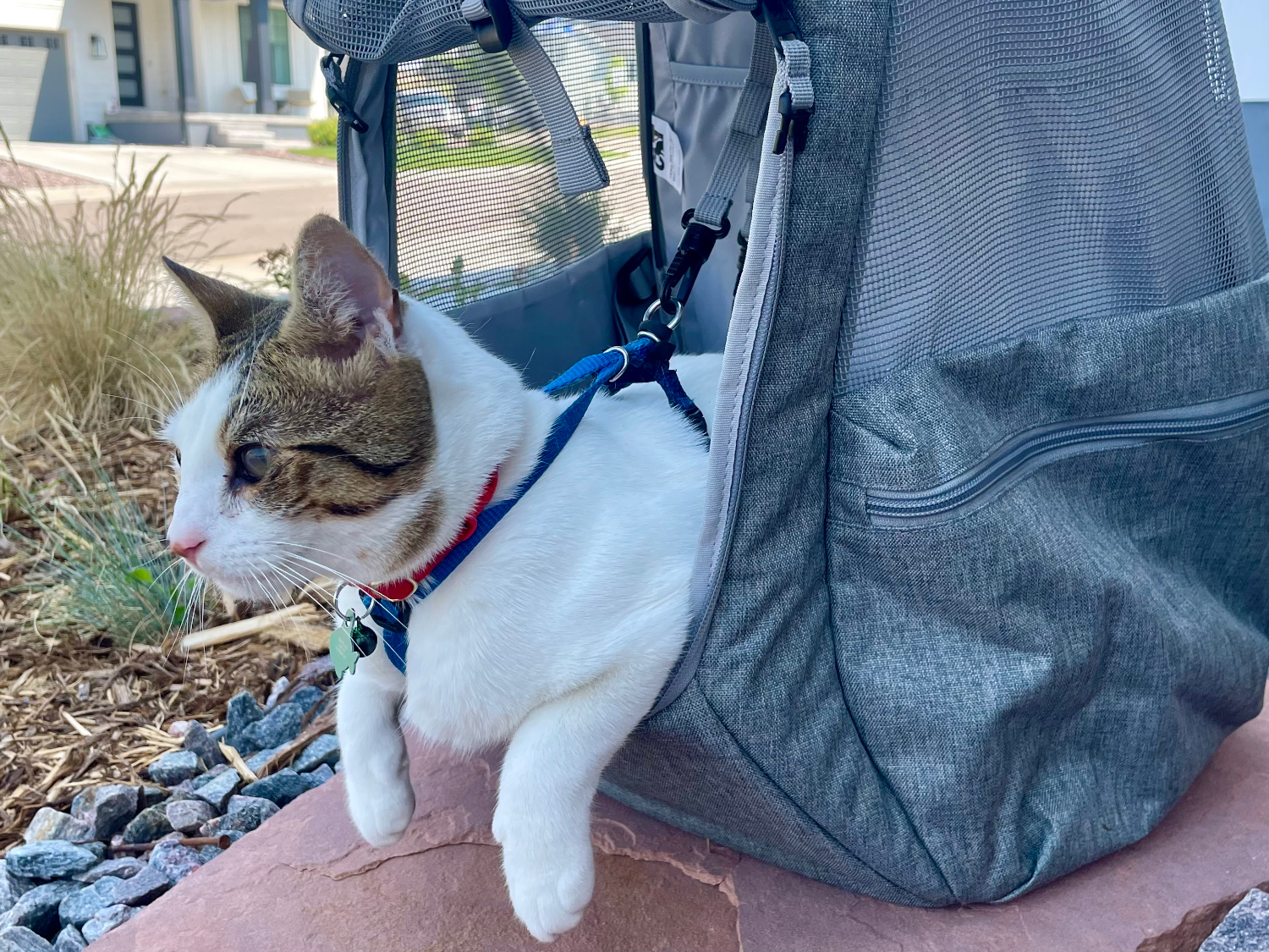 Travel Cat The Navigator Convertible Cat Backpack - makoa lying in the cat backpack