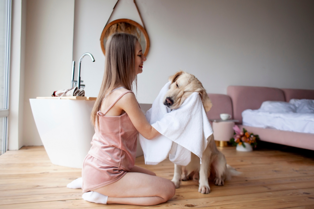 woman in the bathroom wipes her golden retriever dog with a towel after bath