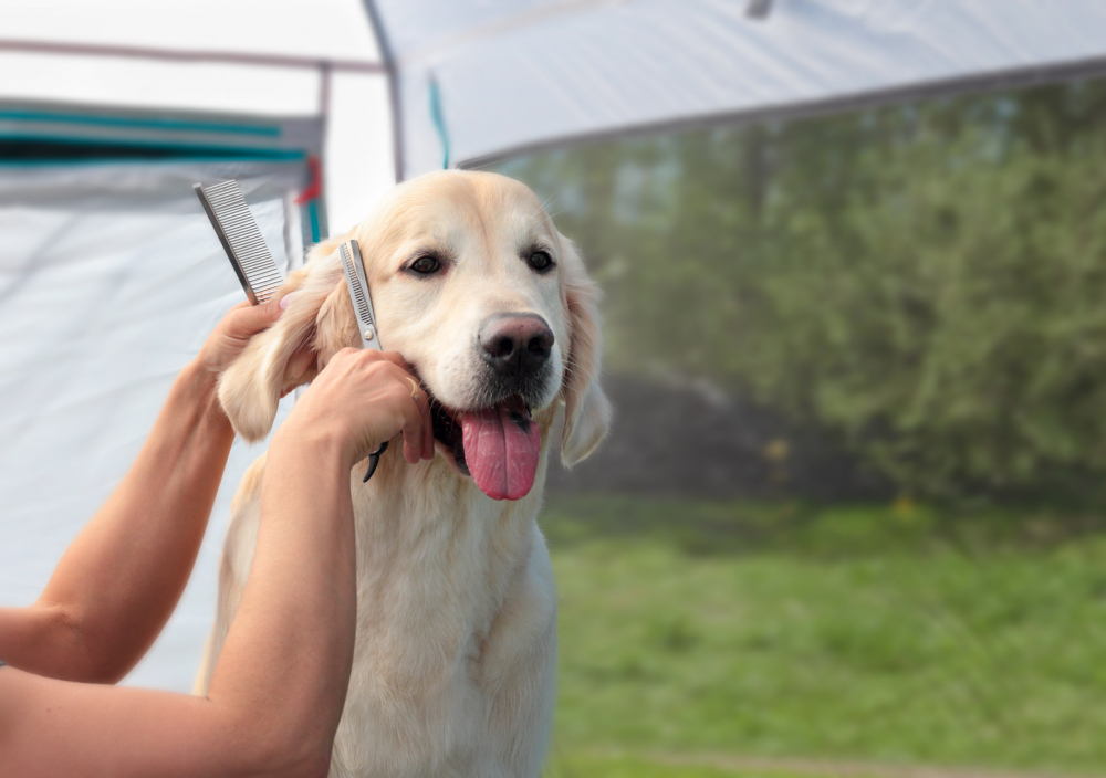 woman grooming a golden retriever dog