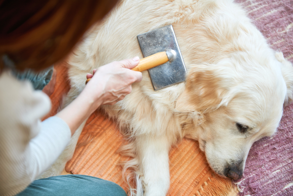 Woman groom or combs old Golden Retriever dog with a metal grooming comb