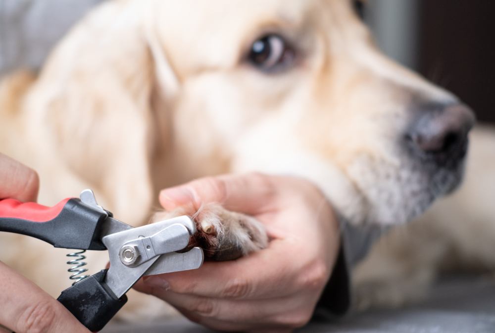 man trim the nail of a golden Retriever dog