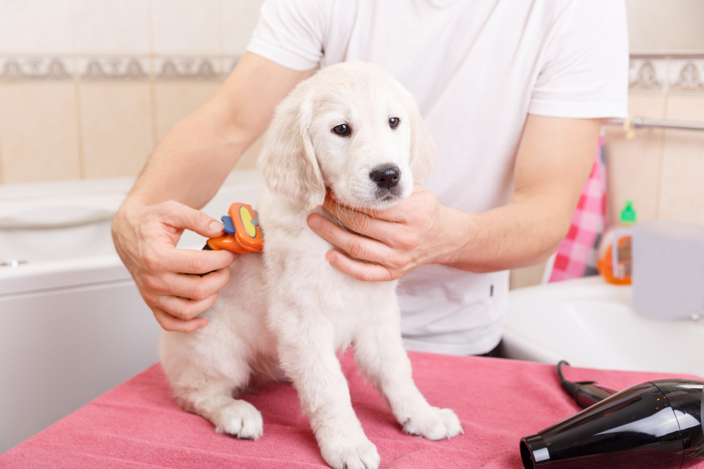 man combing out the fur of golden retriever puppy after shower