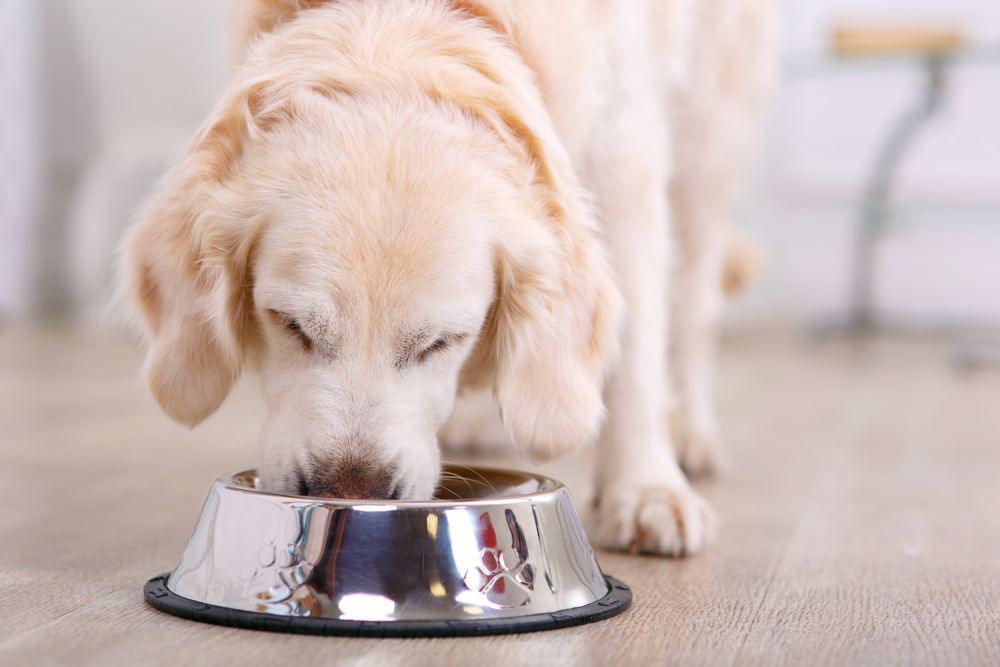 dog eating in a food bowl