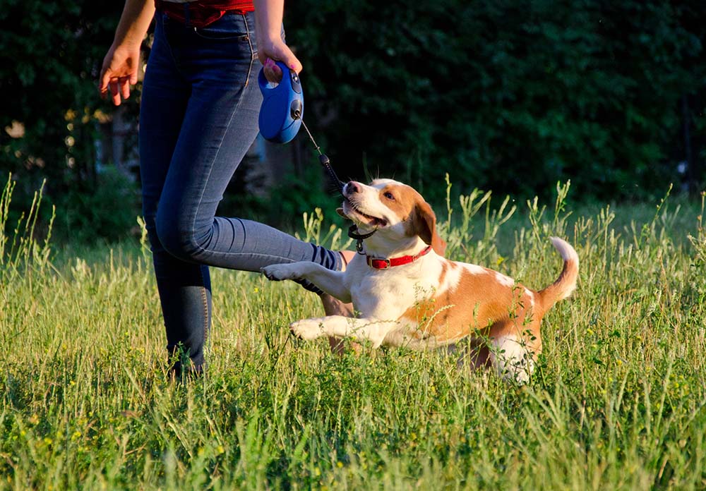 Cute playful beagle puppy running next to its owner and pulling its leash with its teeth