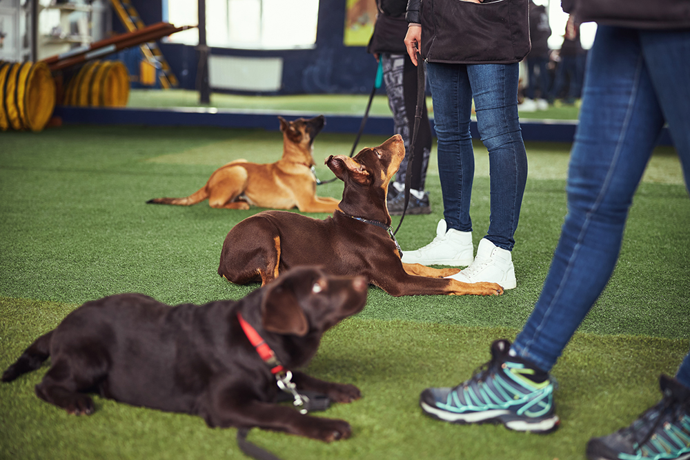 canines being trained in an indoor puppy class