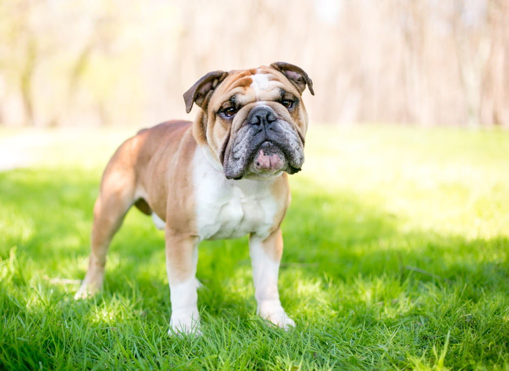 A purebred English Bulldog outdoors