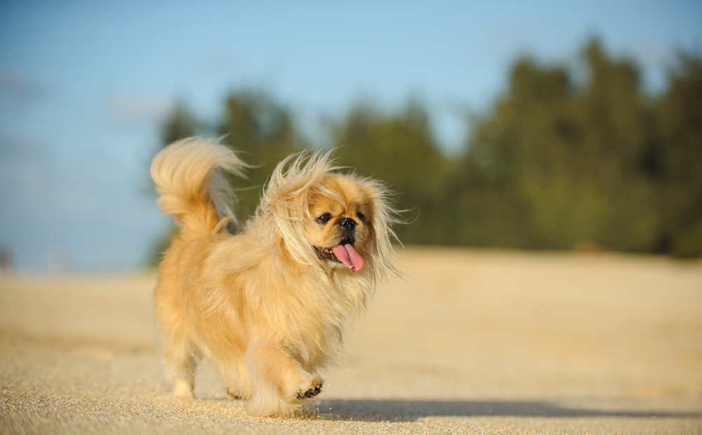 Pekingese dog walking on sand beach