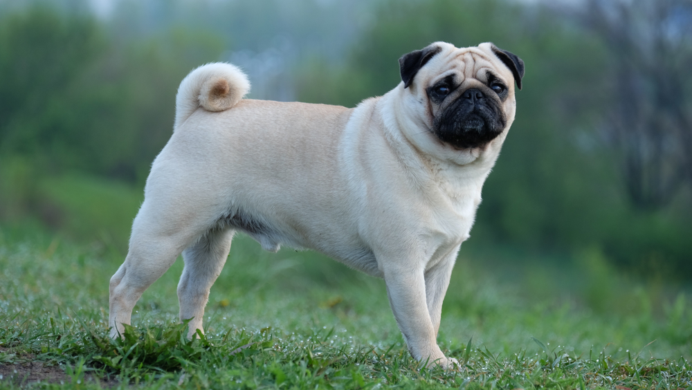 pug dog standing in the grass