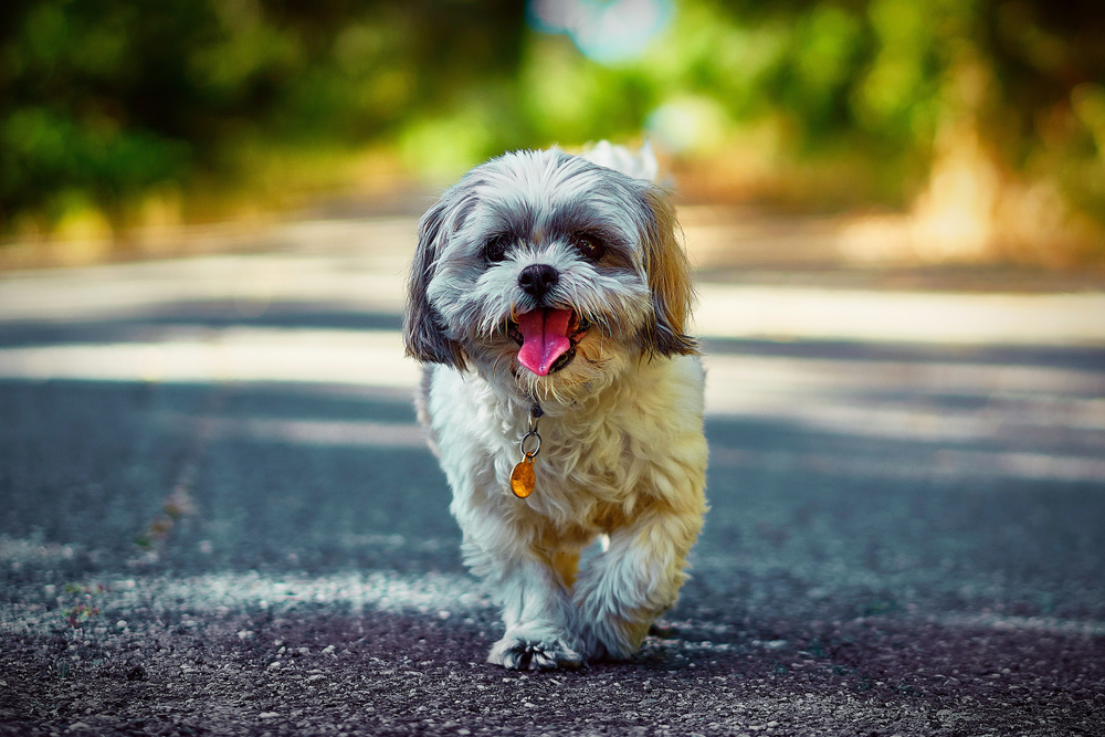 shih tzu dog running outdoors with tongue out